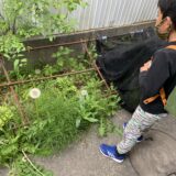 草取り　タンポポとの闘い