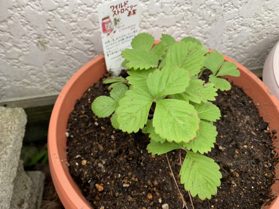 ガーデニング ワイルドストロベリーを鉢植えしました 村の暮らし日記