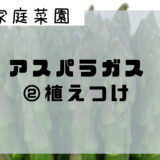 アスパラガス家庭菜園〜②植え付け〜